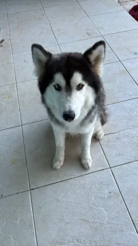 PROCURA HUSKY FÊMEA 