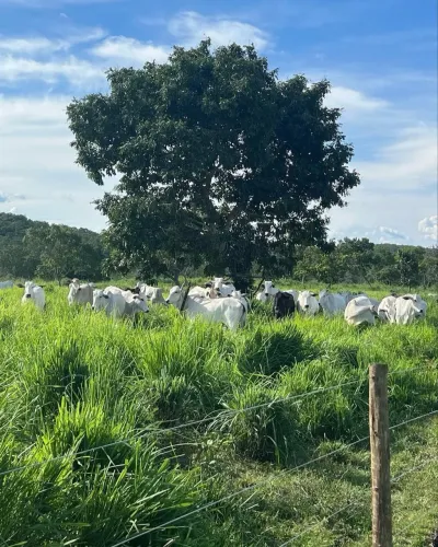 Vendo Fazenda em Cavalcante de Goiás 