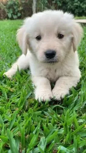 Golden Retriever doação