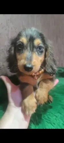 Dachshund pelo longo fêmea 