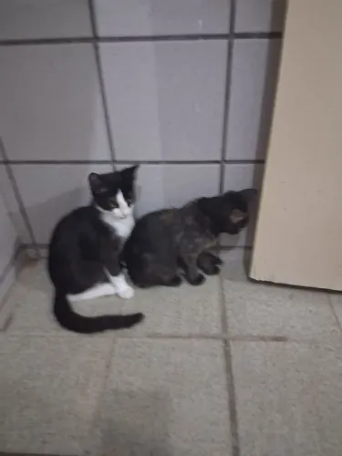 Gatos filhotes para adoção 