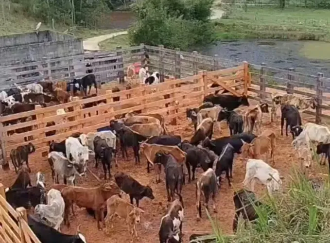 Bezerros , garrotes , novilhas e vacas
