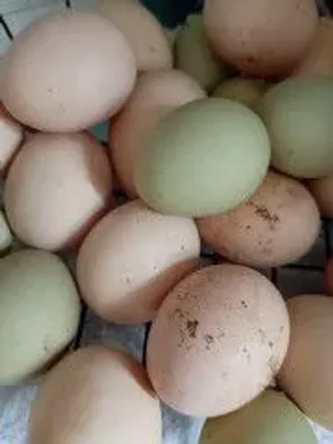Vendo ovos galados