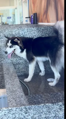Husky Siberiano Macho para Cruzamento