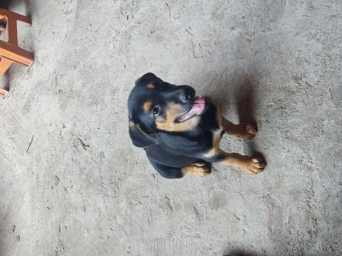 Filhote rottweiler com pastor alemão fêmea