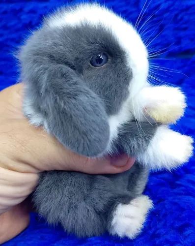 Mini coelho Lop Uruguai 