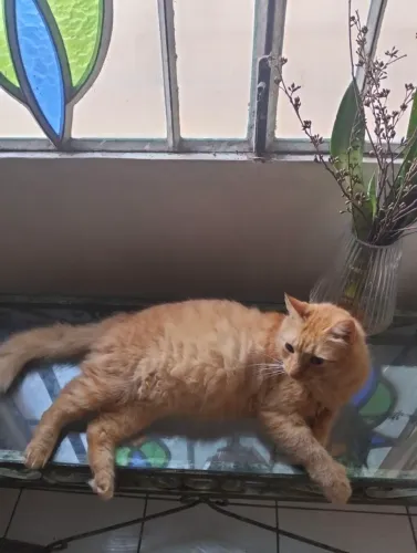 Adoção de gato adulto 