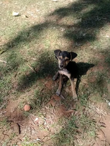 Filhotes Para Adoção