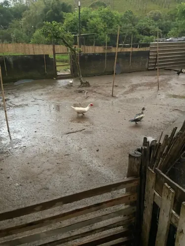 2 patos e 1 pata