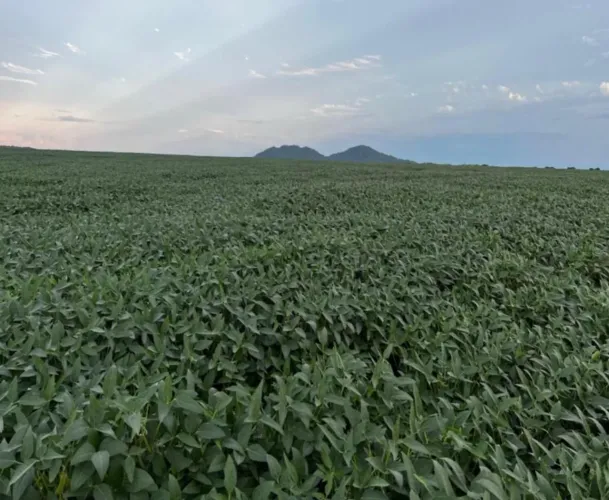 Fazenda de arrendamento entre Confresa MT. De 5.000 hec até 6.500 hec
