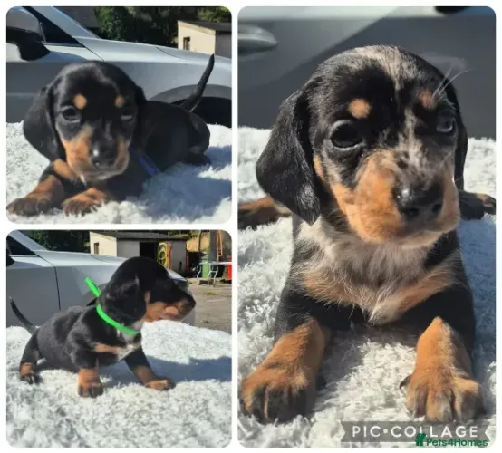 Baby alegre Teckel/Dachshund/Salsicha/Salsichinha/Basset/Cofap