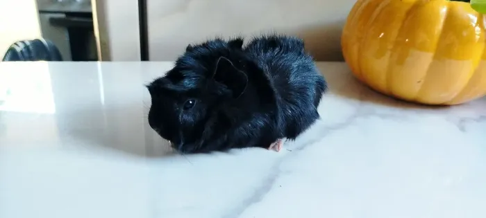 Porquinho da índia