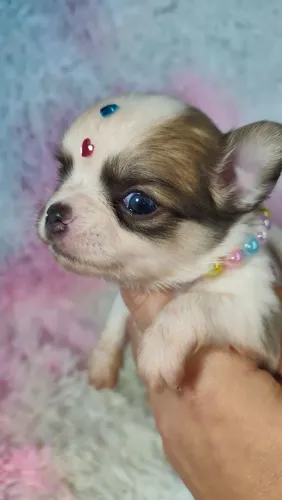 CHIHUAHUA fêmea BLUE fawn e branca azul