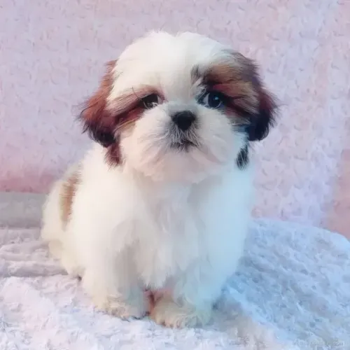 Cachorro filhote shih tzu/shitzu pelagem densa e dócil com contrato venda