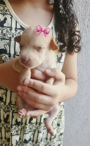 Bebezinhos para ADOÇÃO RESPONSÁVEL.