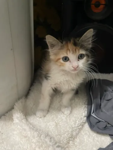 Filhote gata Fêmea 