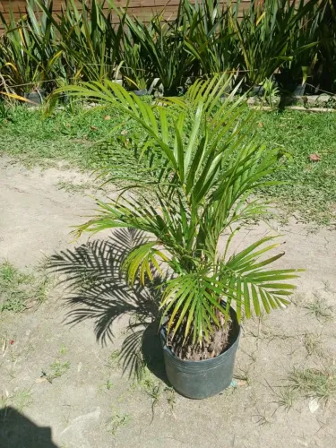 PLANTA PALMEIRA ARECA 80CM ALTURA