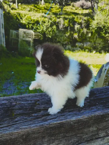 Lulu da Pomerania