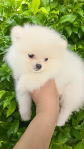 Spitz alemão Anão