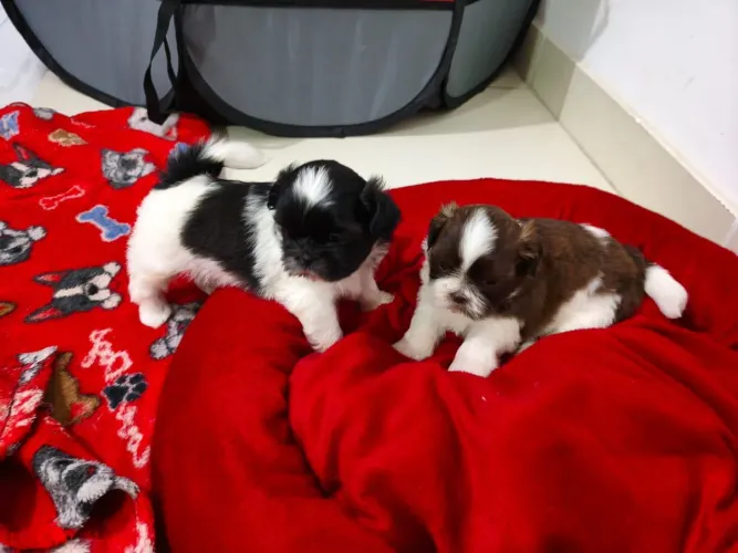 Shih Tzu dócil um mês de nasc machão 