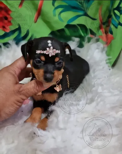 Pinscher zero filhotes saudáveis e espertos