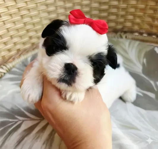 Shih tzu femea mini pedigree alkc 