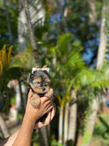 Yorkshire Terrier,Yorkshire Terrier Filhote Vacinado e Vermifugado
