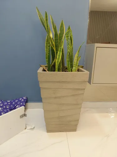 Jarro com planta