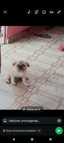 Fêmea Pug com Shitzu 