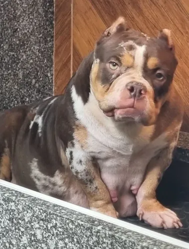 American Bully Micro -Adulta