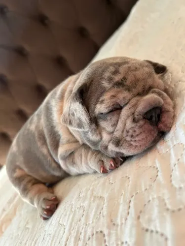 Bulldogue francês !