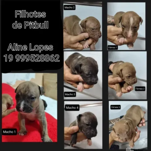 Filhotes de Pitbull