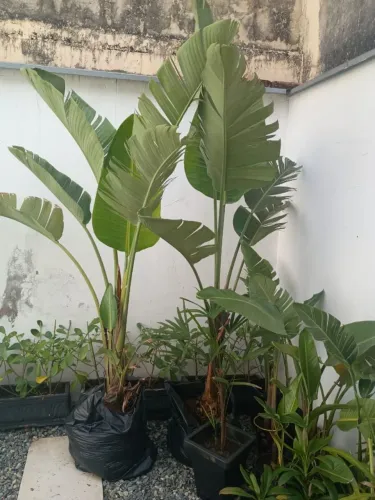 Mudas de Ravenala com dois metros de altura