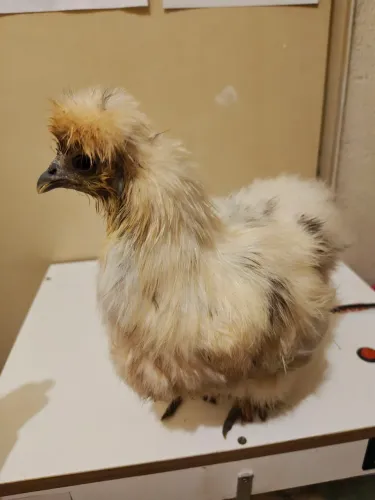 Galinha sedosa Paint branca com manchas pretas fêmea