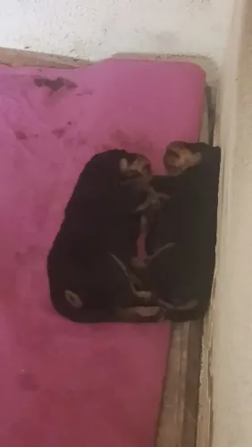 Filhotes de rottweiler