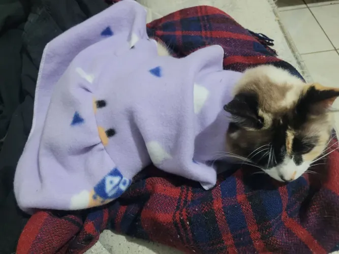 Doando gata femea castrada com urgência