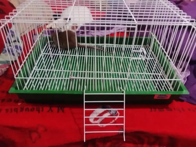 Vendo ratinha Twister, junto com gaiola e potinhos de ração também 