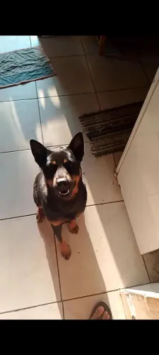 Doa-se Cachorra Chow Chow com Rottweiler Fêmea