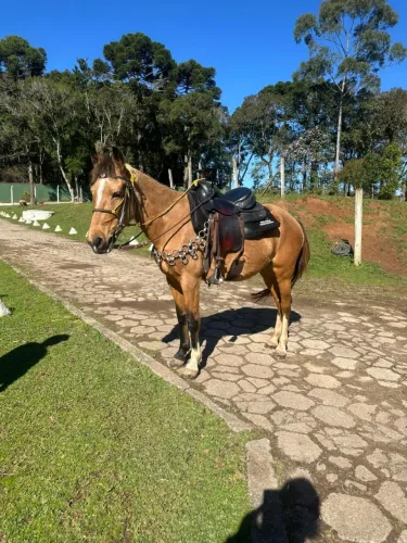ÉGUA MANGA LARGA