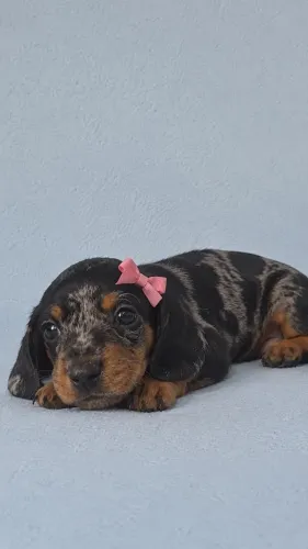 Salsichinhas - Dachshund