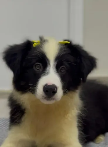 Border Collie - PEDIGREE CBKC