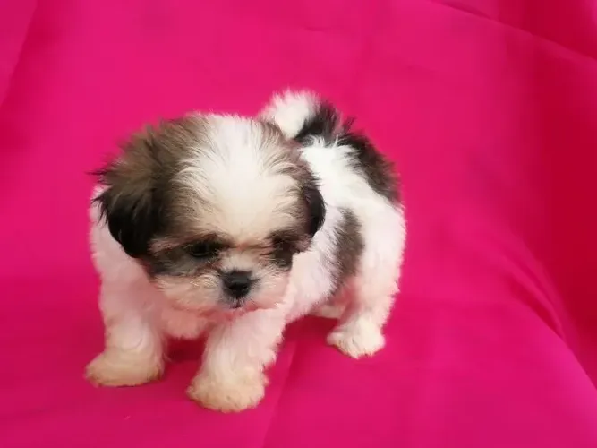 Lhasa Apso,Lhasa Apso Filhote de Alta Qualidade com Pelagem Encantadora