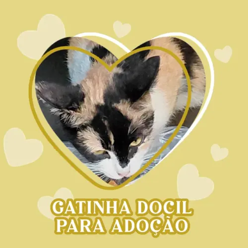 Gatinha Dócil para Adoção