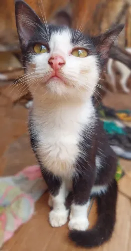 Gatinha para doação