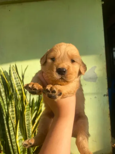 Golden disponível fêmea e macho 