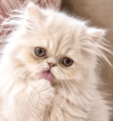 Gato persa