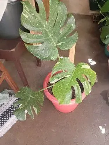 Vendo plantas adultas
