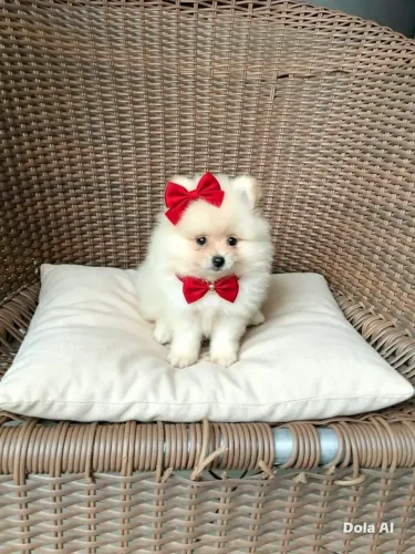 Spitz alemão fêmia