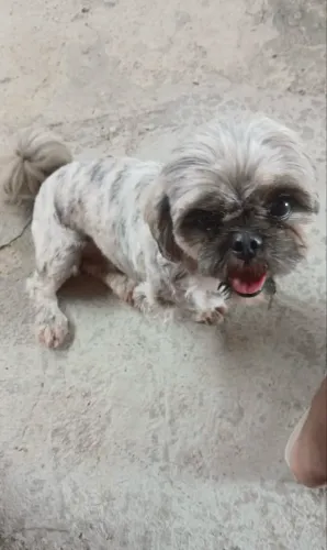 DOAÇÃO de Cachorro Shih Tzu