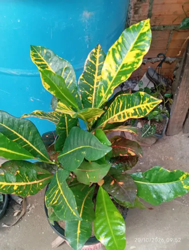 Plantas 